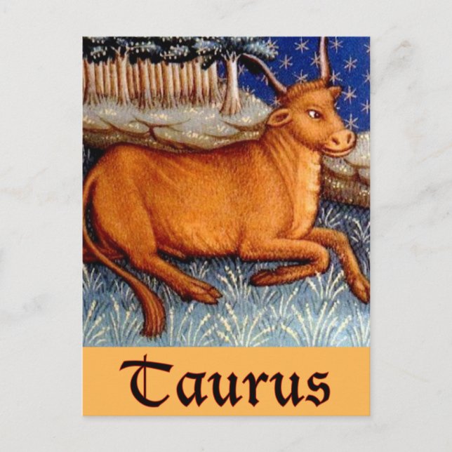 Stier Postkarte (Vorderseite)