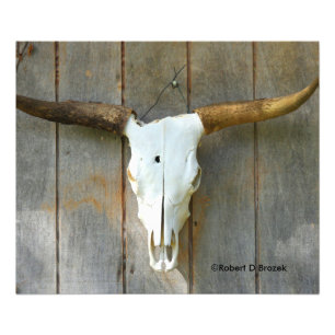 Stier-Schädel auf einer Wand nahen hohen Fotodruck