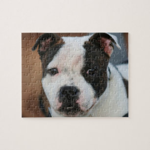 Stier-Terrier