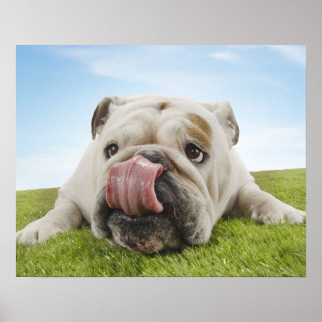 Stierhunde, die auf Graslecken legen Poster (Vorne)