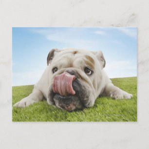 Stierhunde, die auf Graslecken legen Postkarte