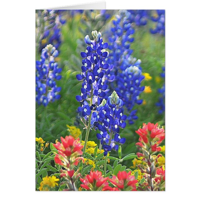 Stilisierter Bluebonnet (Vorne)