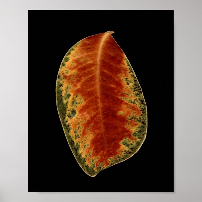 Still Life Leaf Fine Art Fotografy Poster (Vorne)