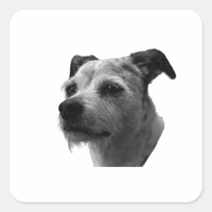Stille in den Augen – Parson Russell Terrier Quadratischer Aufkleber