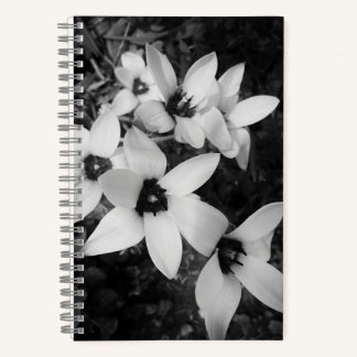 Stille Symmetrie Notizbuch