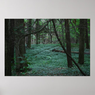 Stille Wälder Poster