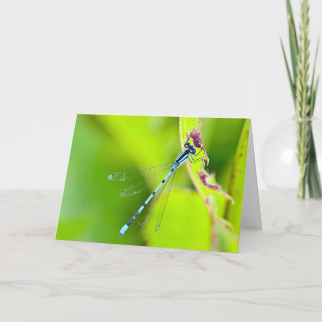 Stille Wunder, leere Grußkarte Dragonfly Karte (Vorderseite)