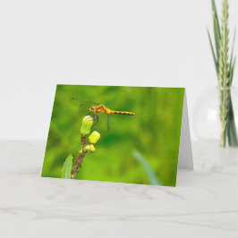 Stille Wunder, leere Grußkarte Dragonfly Karte
