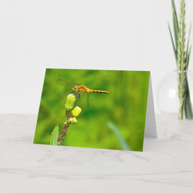 Stille Wunder, leere Grußkarte Dragonfly Karte (Vorderseite)