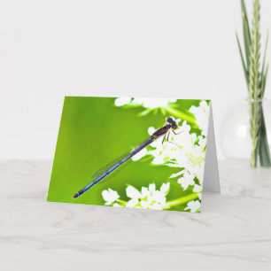 Stille Wunder leere Grußkarte Dragonfly Karte