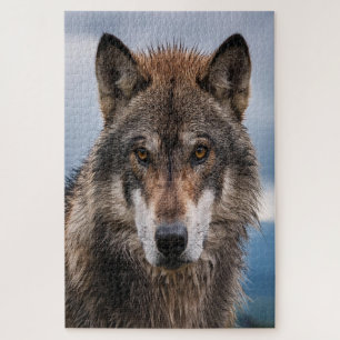 Stiller Wächter – Ein kraftvolles Porträt des Wolf