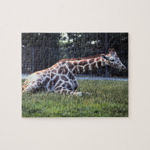 Stillstehende Giraffe