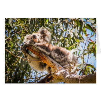 Stillstehender Koala