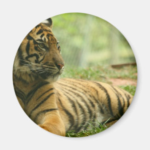 Stillstehender Tiger-Magnet Magnet