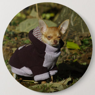 Stilvoll gekleidet Chihuahua Puppy Button