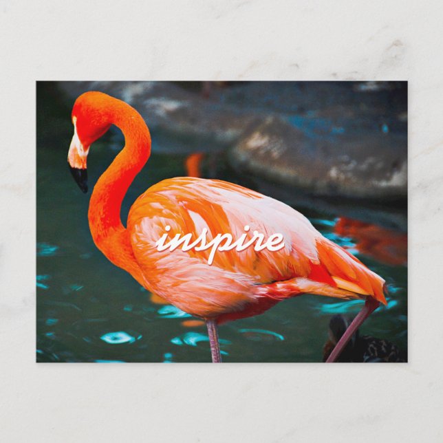 Stilvolles Pink Flamingo Foto Inspirierte Moderne  Postkarte (Vorderseite)