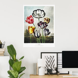 Stimmungsvolle Tulpen im Regency-Stil in mehrfarbi Poster