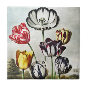Stimmungsvolle Tulpen im Regency-Stil in verschied Fliese