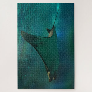 Sting Ray in einem Aquarium.