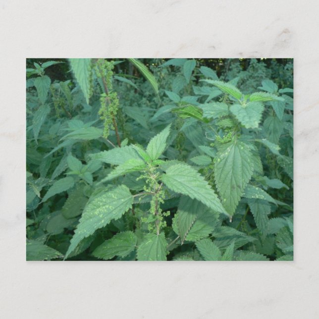 Stinging Nettles Postkarte (Vorderseite)