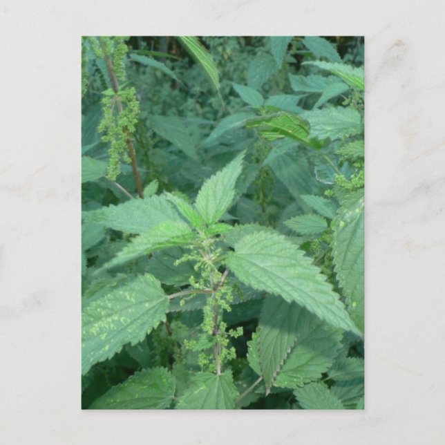 Stinging Nettles Postkarte (Vorderseite)