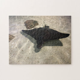 Stingray