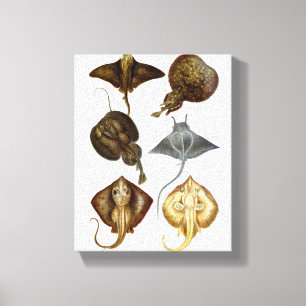 Stingray-#4 eingewickelter Leinwand-Wand-Dekor Leinwanddruck