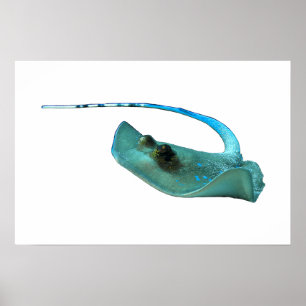 Stingray - Abstraktes Design - Aus einem Foto schn Poster