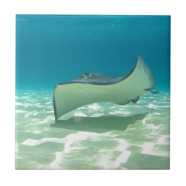 Stingray Fliese (Vorderseite)