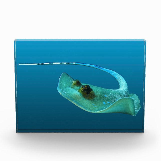 Stingray in motion! Gradient blue background |  Fotoblock (Vorderseite)