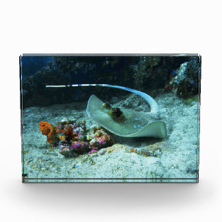 Stingray in move - Photo taken at Coral Triangle | Fotoblock