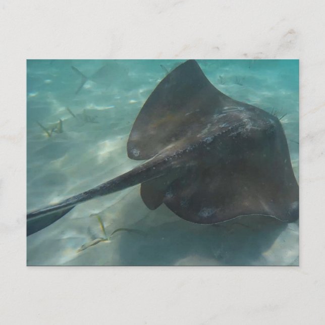 STINGRAY POSTCARD POSTKARTE (Vorderseite)