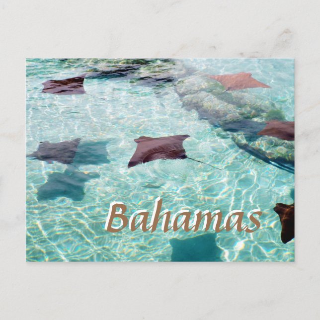 Stingray Postkarte (Vorderseite)