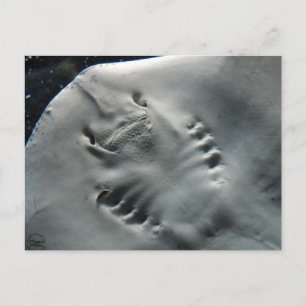 Stingray Postkarte