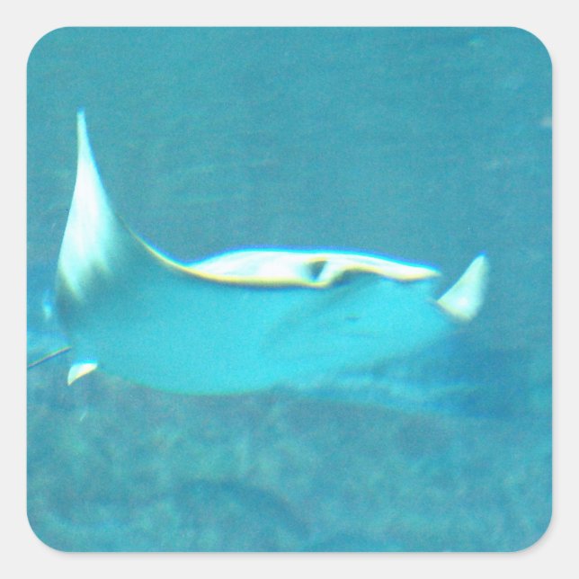Stingray Stickers (Vorderseite)