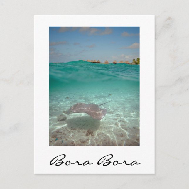 Stingray unter dem Wasser, Bora Bora vertikale Kar Postkarte (Vorderseite)