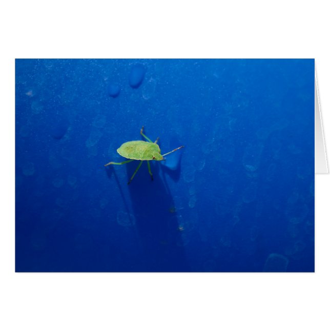 Stink Bug (Vorderseite (Horizontal))