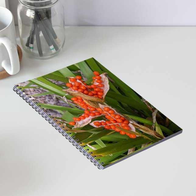 Stinking Iris Orange Seed Pods Foto Notizblock (In Situ)