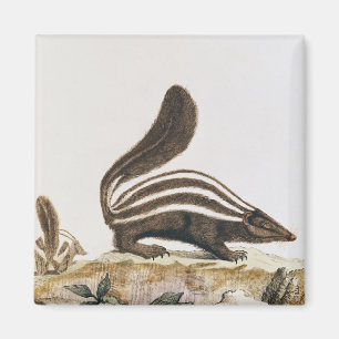 Stinktier, von "Histoire Naturelle" vorbei Magnet