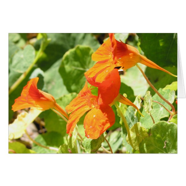Stinson Nasturtiums (Devant horizontal)