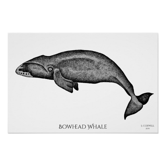 Stippling Art Bowhead Whale Poster (Vorderseite)