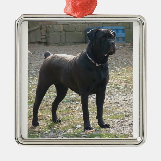 Stock corso full.png silbernes ornament (Vorne)