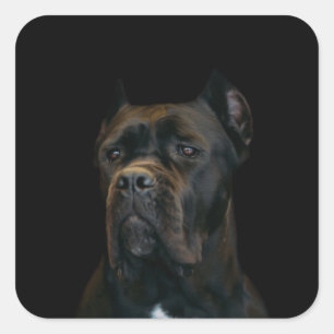 Stock Corso - italienischer Mastiff Quadratischer Aufkleber