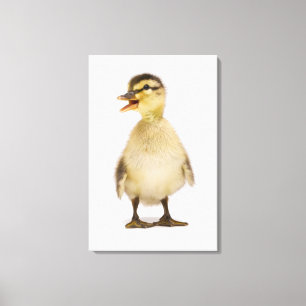 Stockente (Anas platyrhynchos) Leinwanddruck