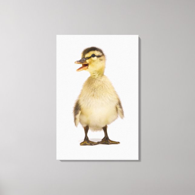 Stockente (Anas platyrhynchos) Leinwanddruck (Vorderseite)