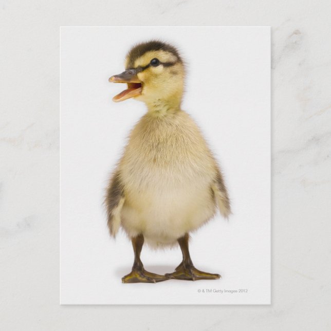 Stockente (Anas platyrhynchos) Postkarte (Vorderseite)
