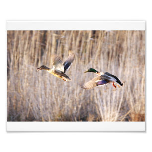 Stockente Drake und Henne-Druck Fotodruck