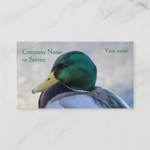 Stockente Drake Visitenkarte