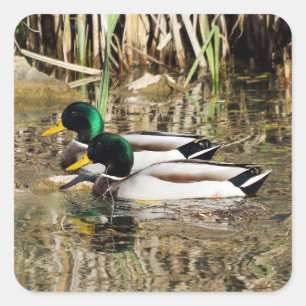 Stockente duckt Aufkleber
