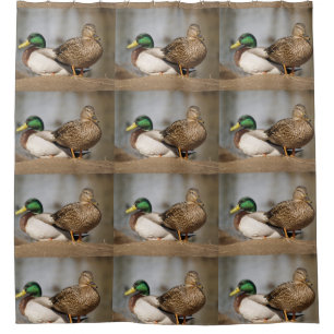 Stockente duckt Duschvorhang